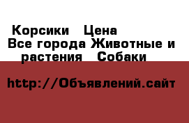 Корсики › Цена ­ 15 000 - Все города Животные и растения » Собаки   